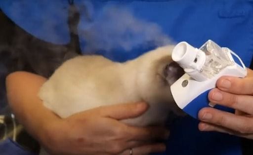 How to nebulise your cat